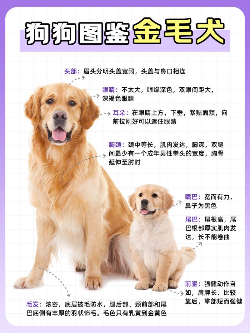 狗的外貌特征,狗的外貌特征英语-第5张图片 狗的外貌特征,狗的外貌特征英语-第5张图片