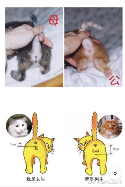 猫咪会来大姨妈吗/猫咪尿血能自愈吗-第1张图片 猫咪会来大姨妈吗/猫咪尿血能自愈吗-第1张图片