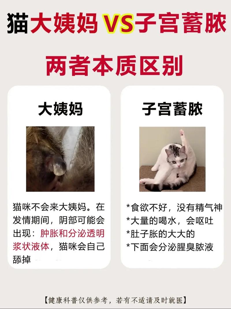 猫咪会来大姨妈吗/猫咪尿血能自愈吗-第3张图片 猫咪会来大姨妈吗/猫咪尿血能自愈吗-第3张图片