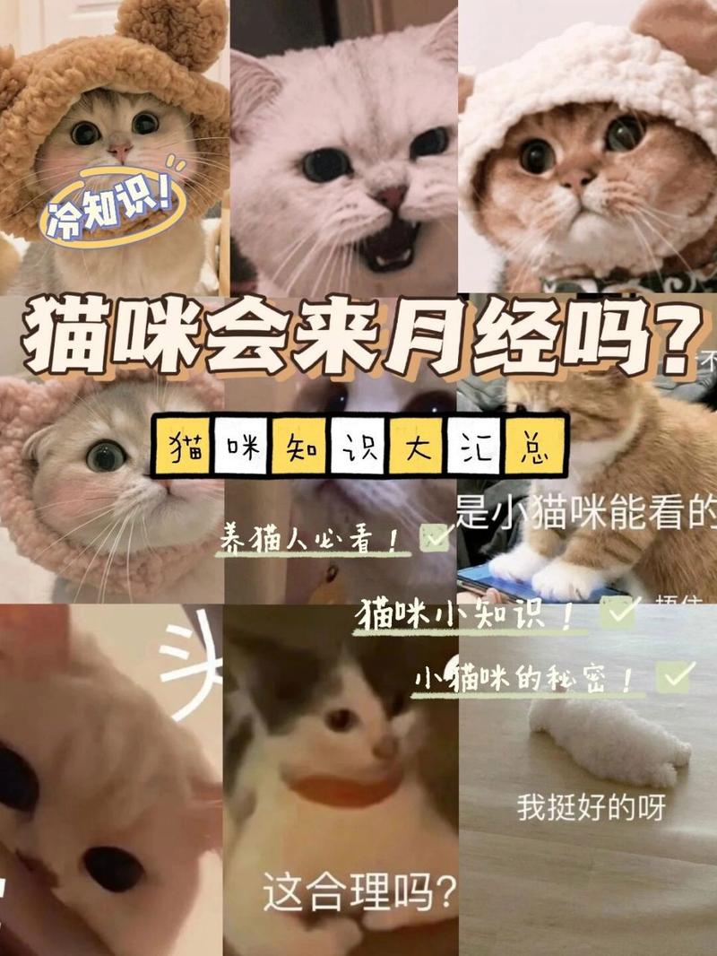 猫咪会来大姨妈吗/猫咪尿血能自愈吗-第6张图片 猫咪会来大姨妈吗/猫咪尿血能自愈吗-第6张图片