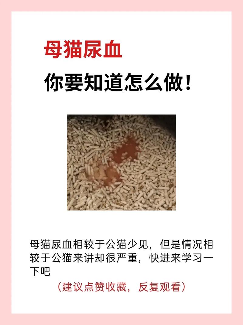 猫咪会来大姨妈吗/猫咪尿血能自愈吗-第7张图片 猫咪会来大姨妈吗/猫咪尿血能自愈吗-第7张图片