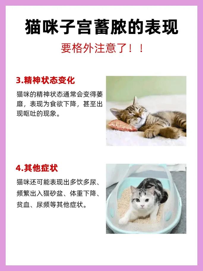 猫咪会来大姨妈吗/猫咪尿血能自愈吗-第10张图片 猫咪会来大姨妈吗/猫咪尿血能自愈吗-第10张图片