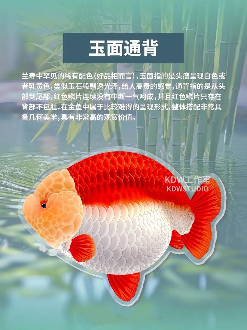兰寿金鱼一般多少钱/兰寿金鱼多少钱一只丹顶红-第1张图片 兰寿金鱼一般多少钱/兰寿金鱼多少钱一只丹顶红-第1张图片