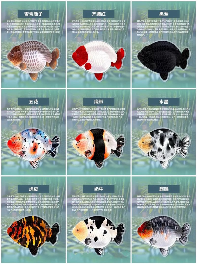 兰寿金鱼一般多少钱/兰寿金鱼多少钱一只丹顶红-第2张图片 兰寿金鱼一般多少钱/兰寿金鱼多少钱一只丹顶红-第2张图片