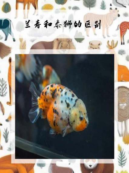 兰寿金鱼一般多少钱/兰寿金鱼多少钱一只丹顶红-第8张图片 兰寿金鱼一般多少钱/兰寿金鱼多少钱一只丹顶红-第8张图片