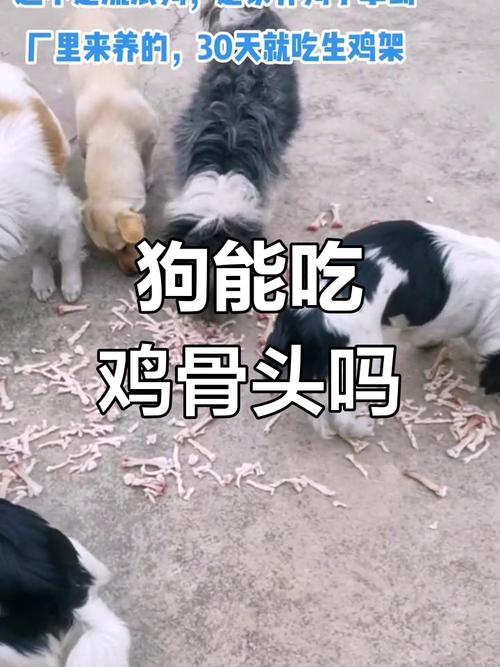狗狗怀孕可以吃鸡骨头吗-狗狗怀孕后能不能吃鸡骨头-第8张图片 狗狗怀孕可以吃鸡骨头吗-狗狗怀孕后能不能吃鸡骨头-第8张图片
