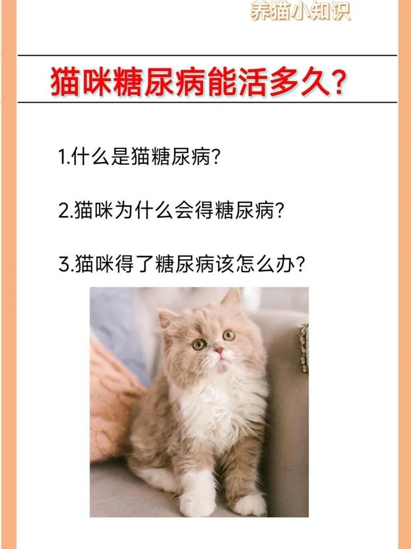 猫咪血糖高怎么办,猫咪血糖很高-第3张图片 猫咪血糖高怎么办,猫咪血糖很高-第3张图片