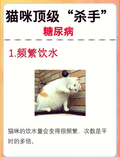 猫咪血糖高怎么办,猫咪血糖很高-第5张图片 猫咪血糖高怎么办,猫咪血糖很高-第5张图片