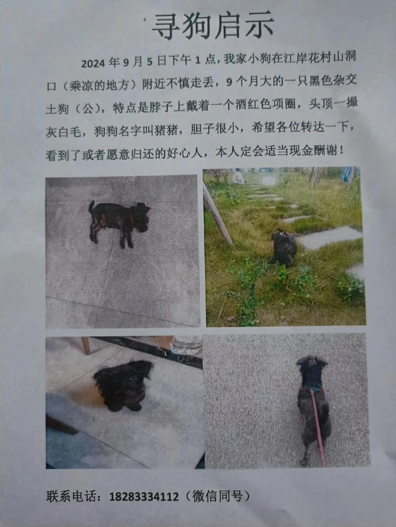 狗狗丢了怎么找-狗走丢了怎么找-第3张图片 狗狗丢了怎么找-狗走丢了怎么找-第3张图片