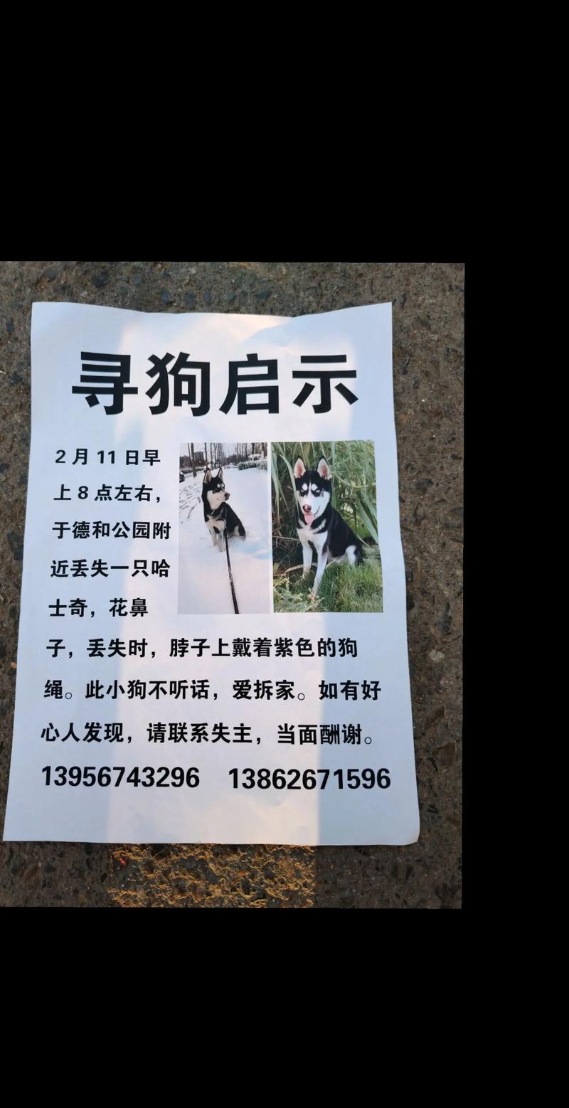 狗狗丢了怎么找-狗走丢了怎么找-第4张图片 狗狗丢了怎么找-狗走丢了怎么找-第4张图片