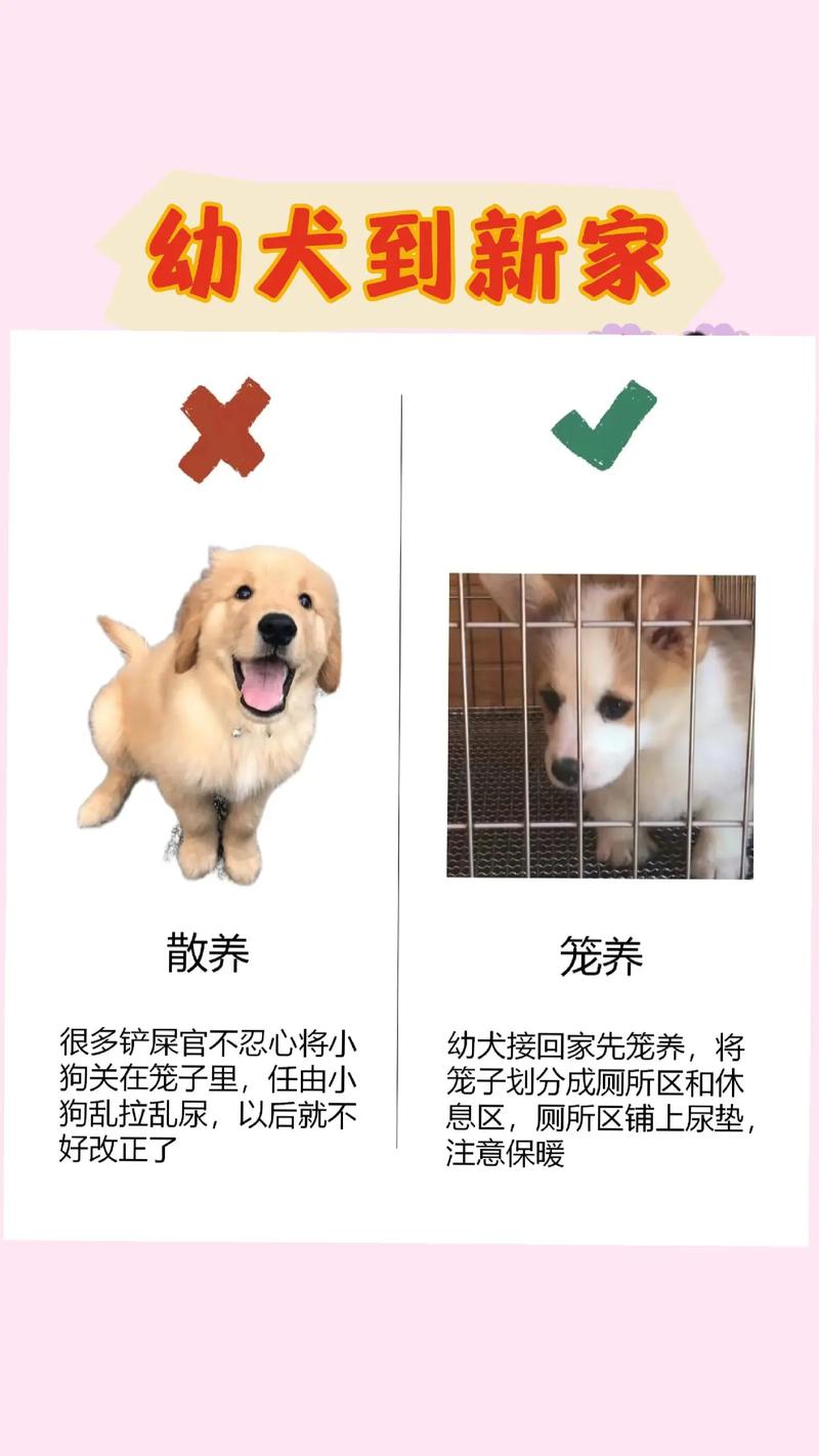 领养的狗狗能养熟吗/领养的狗吉利吗-第3张图片 领养的狗狗能养熟吗/领养的狗吉利吗-第3张图片