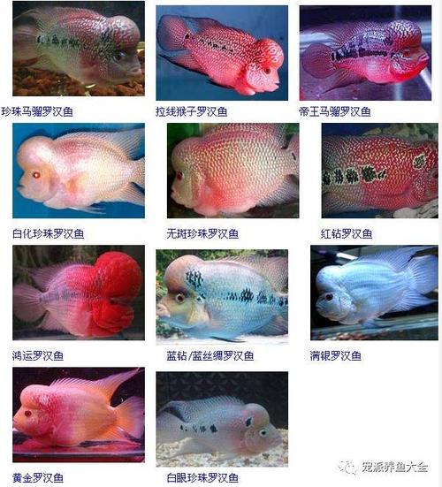 解析“罗汉鱼有多少品种”你不知道的事-第1张图片 解析“罗汉鱼有多少品种”你不知道的事-第1张图片