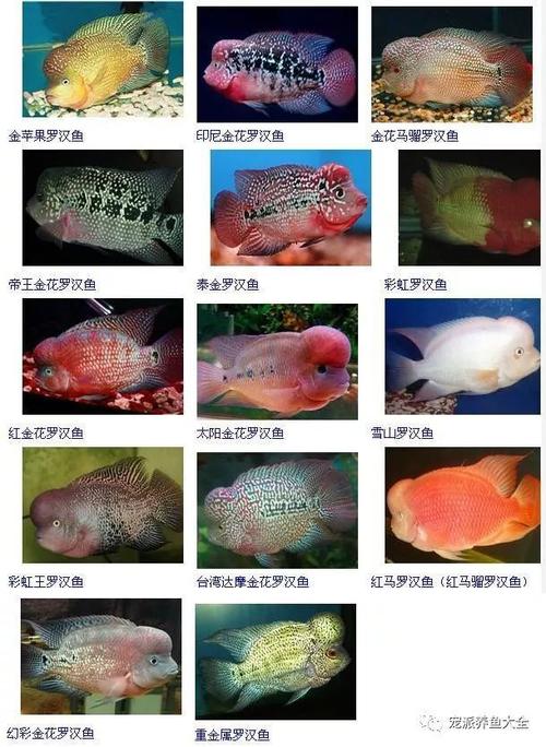解析“罗汉鱼有多少品种”你不知道的事-第6张图片 解析“罗汉鱼有多少品种”你不知道的事-第6张图片