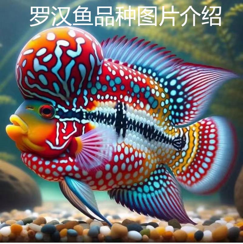 解析“罗汉鱼有多少品种”你不知道的事-第7张图片 解析“罗汉鱼有多少品种”你不知道的事-第7张图片