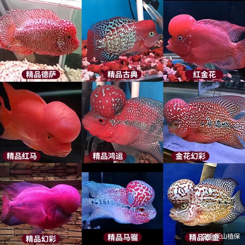 解析“罗汉鱼有多少品种”你不知道的事-第8张图片 解析“罗汉鱼有多少品种”你不知道的事-第8张图片