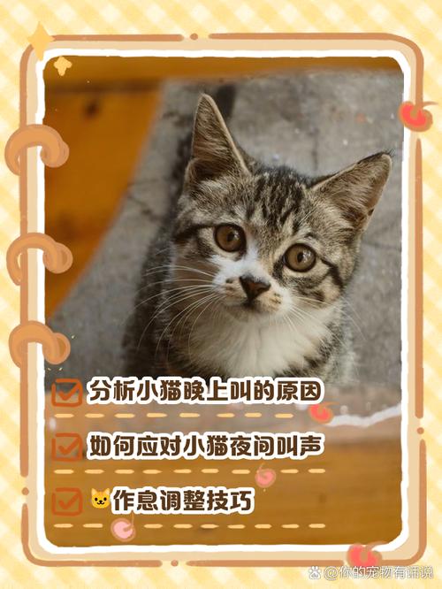 猫咪总叫唤是怎么了-猫一直走来走去还叫唤-第2张图片 猫咪总叫唤是怎么了-猫一直走来走去还叫唤-第2张图片