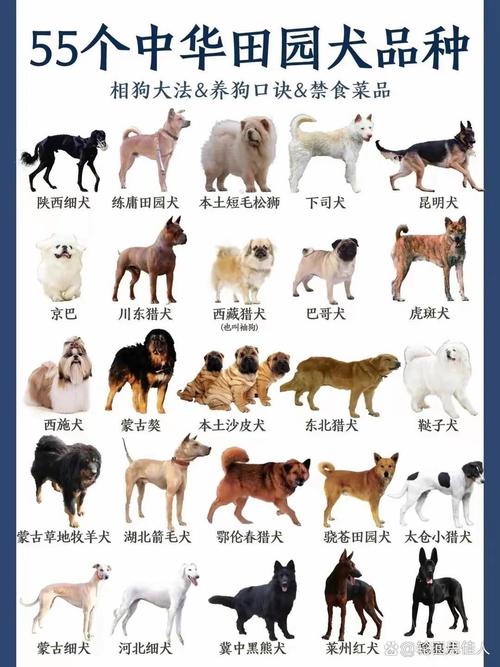 作为消费者“一个月的狗狗养的禁忌”你不能不知道-第5张图片 作为消费者“一个月的狗狗养的禁忌”你不能不知道-第5张图片