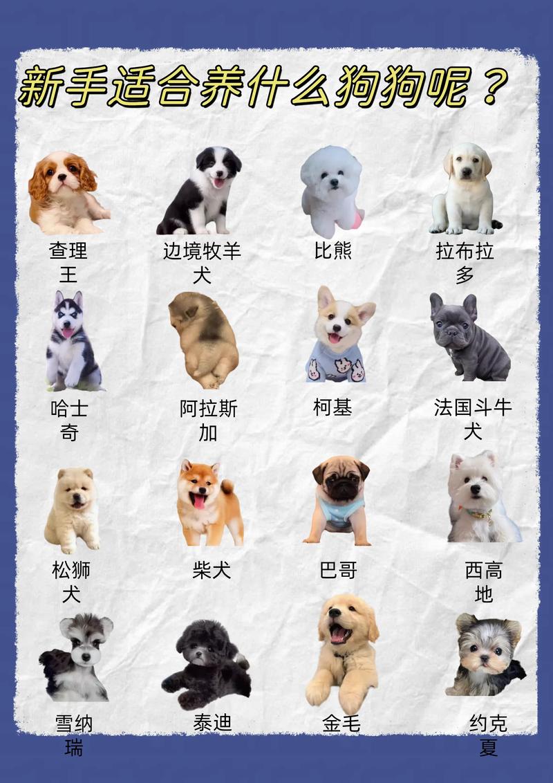 作为消费者“一个月的狗狗养的禁忌”你不能不知道-第6张图片 作为消费者“一个月的狗狗养的禁忌”你不能不知道-第6张图片