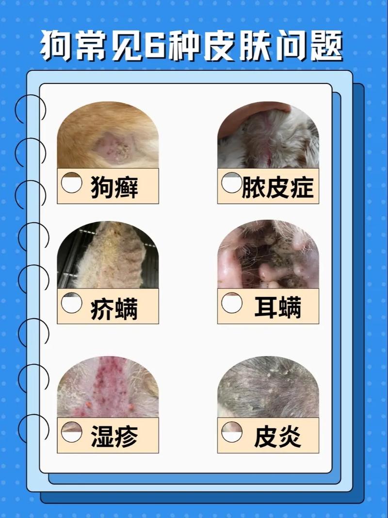 狗一般有什么皮肤病/狗的常见皮肤病-第2张图片 狗一般有什么皮肤病/狗的常见皮肤病-第2张图片