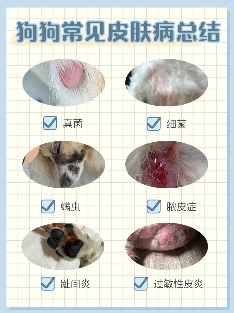 狗一般有什么皮肤病/狗的常见皮肤病-第5张图片 狗一般有什么皮肤病/狗的常见皮肤病-第5张图片