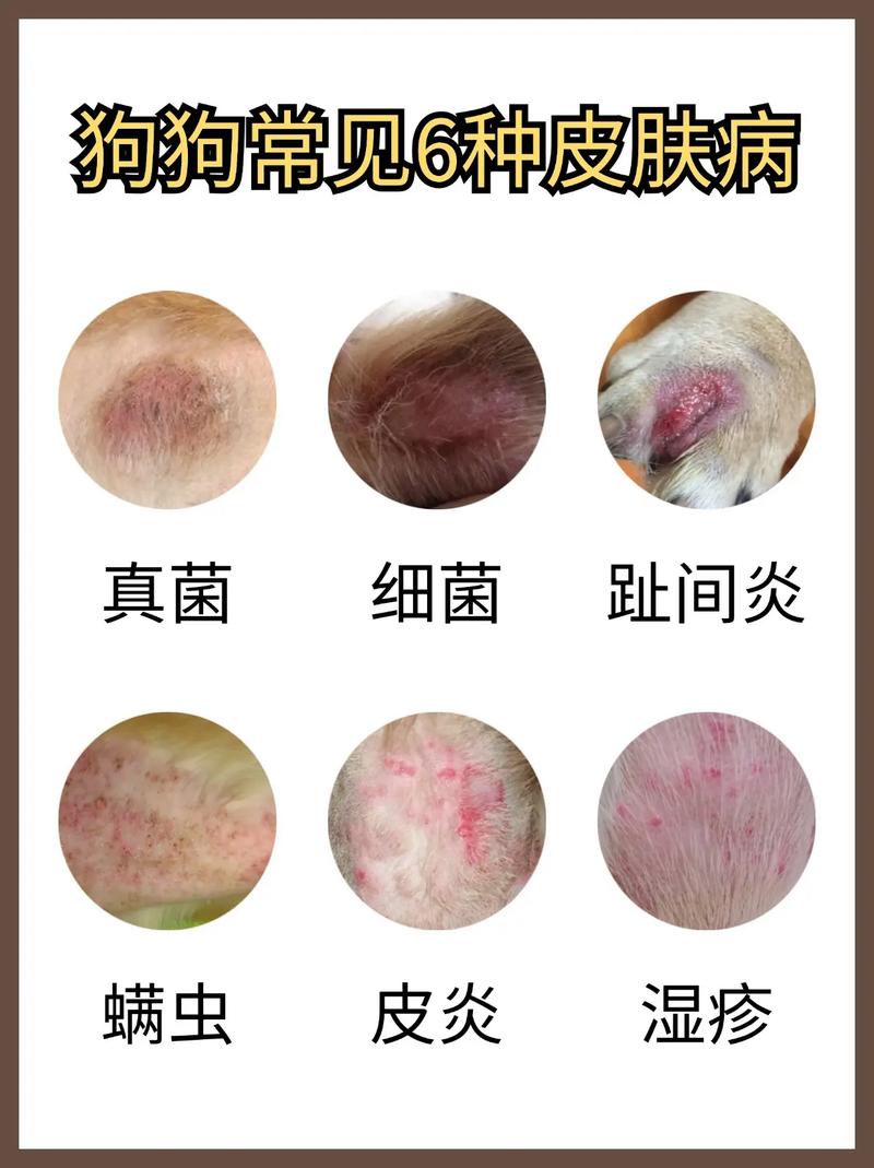 狗一般有什么皮肤病/狗的常见皮肤病-第6张图片 狗一般有什么皮肤病/狗的常见皮肤病-第6张图片
