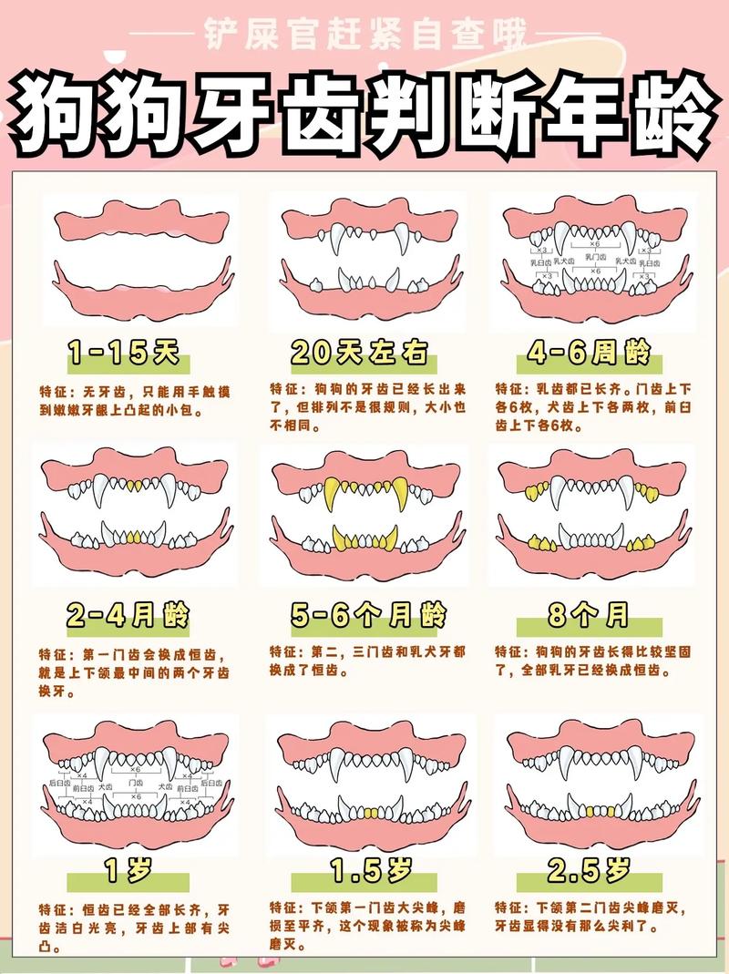 狗狗大牙什么时候换-狗狗大牙什么时候换牙-第3张图片 狗狗大牙什么时候换-狗狗大牙什么时候换牙-第3张图片