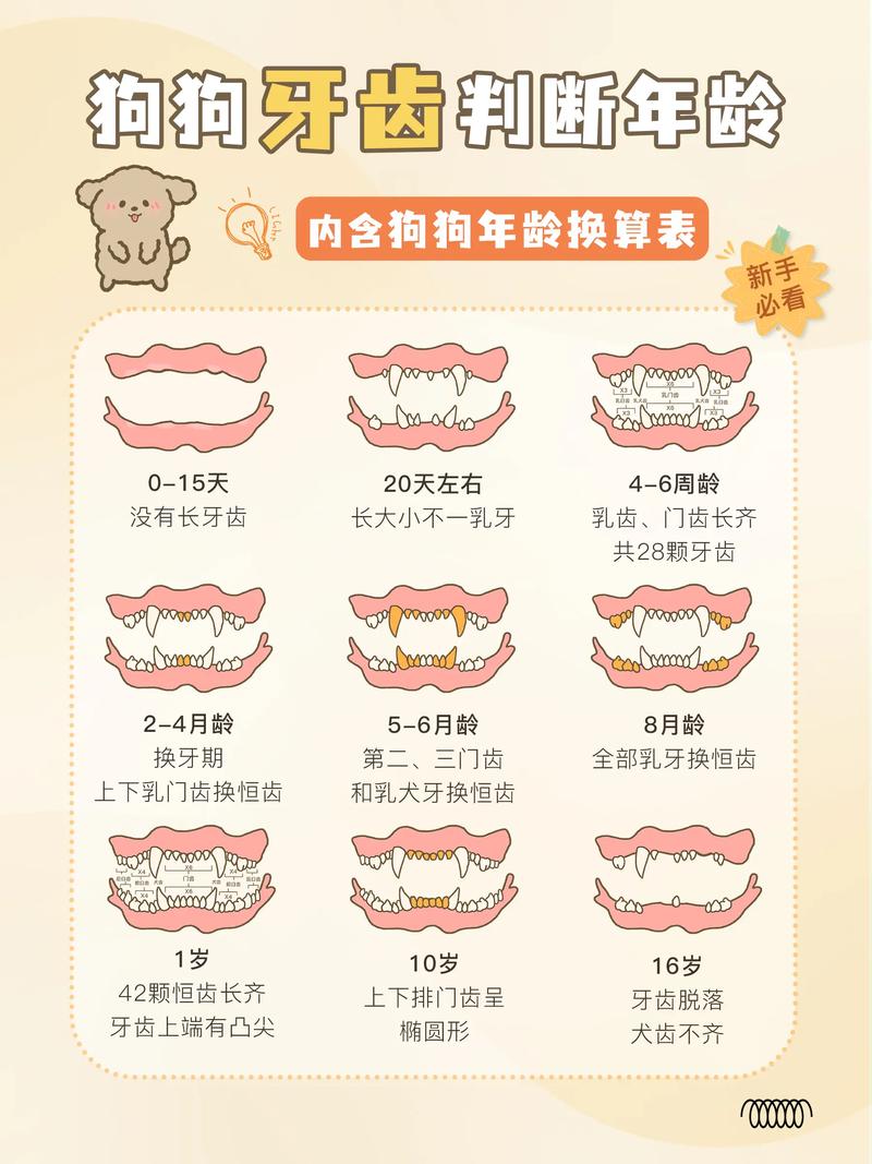 狗狗大牙什么时候换-狗狗大牙什么时候换牙-第5张图片 狗狗大牙什么时候换-狗狗大牙什么时候换牙-第5张图片