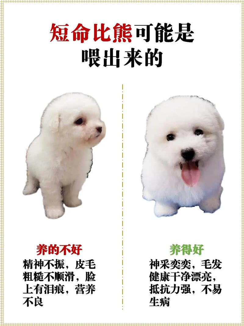 3个月比熊可以吃什么辅食,3个月比熊可以吃什么辅食呢-第4张图片 3个月比熊可以吃什么辅食,3个月比熊可以吃什么辅食呢-第4张图片