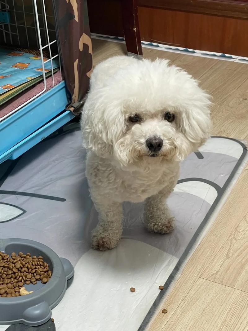 3个月比熊可以吃什么辅食,3个月比熊可以吃什么辅食呢-第5张图片 3个月比熊可以吃什么辅食,3个月比熊可以吃什么辅食呢-第5张图片