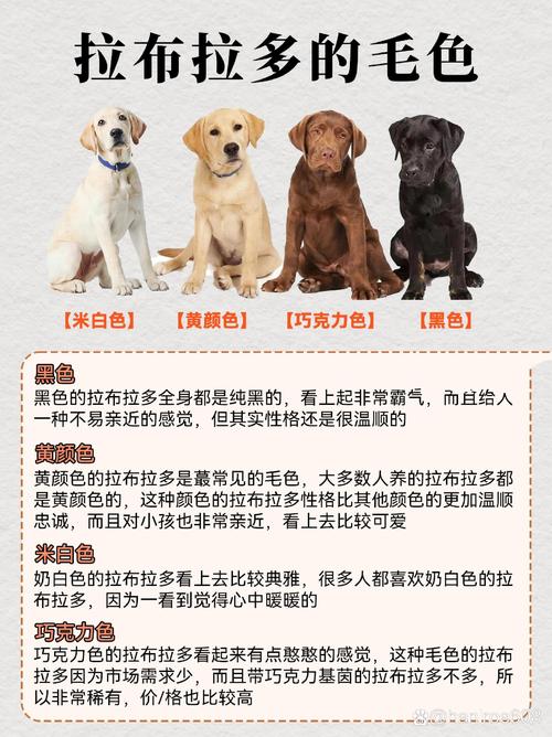 好听的狗名字拉布拉多犬/独一无二的狗狗名字拉布拉多犬取名字-第2张图片 好听的狗名字拉布拉多犬/独一无二的狗狗名字拉布拉多犬取名字-第2张图片