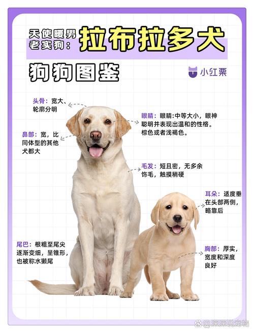 好听的狗名字拉布拉多犬/独一无二的狗狗名字拉布拉多犬取名字-第7张图片 好听的狗名字拉布拉多犬/独一无二的狗狗名字拉布拉多犬取名字-第7张图片