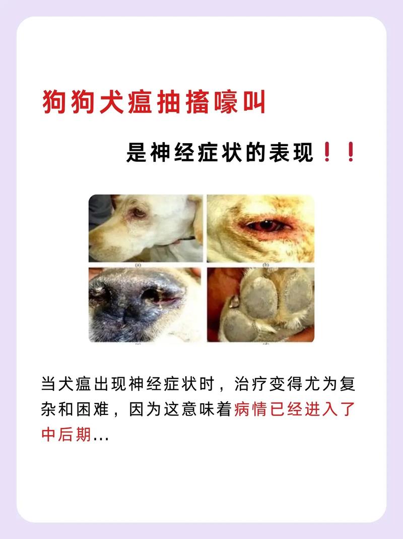 作为消费者“犬瘟热狗症状”你不能不知道