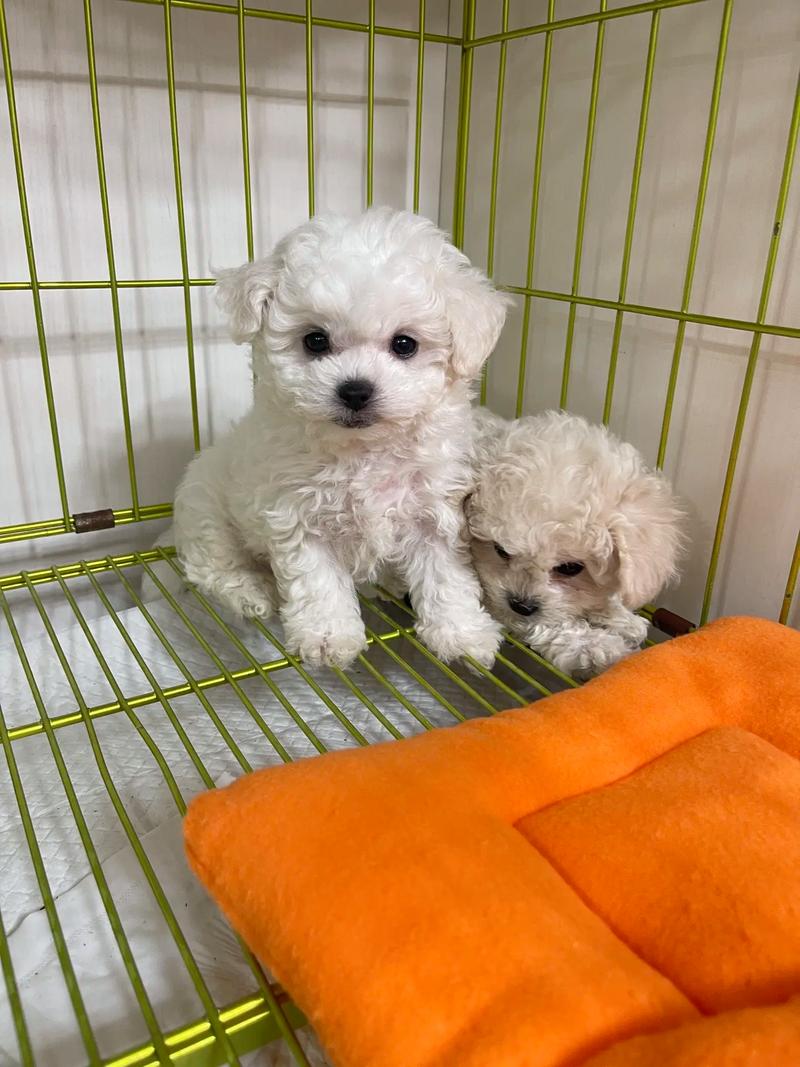 中小型犬-掉毛少体味小不爱叫的中小型犬