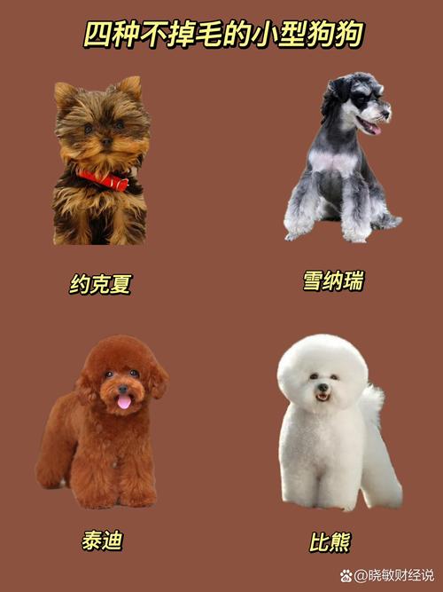 中小型犬-掉毛少体味小不爱叫的中小型犬-第3张图片 中小型犬-掉毛少体味小不爱叫的中小型犬-第3张图片