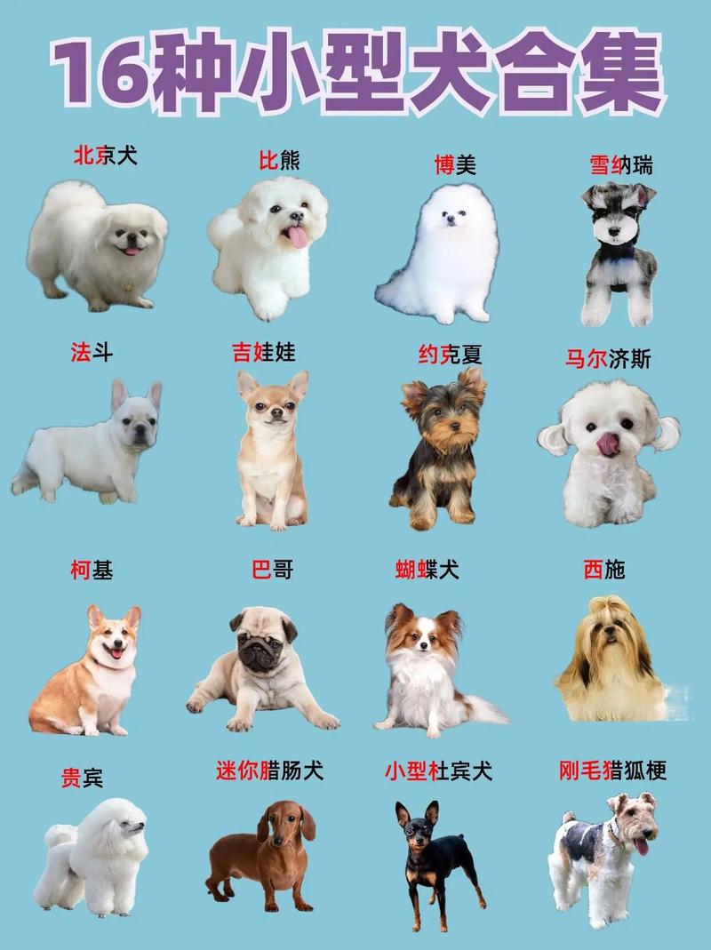 中小型犬-掉毛少体味小不爱叫的中小型犬-第6张图片 中小型犬-掉毛少体味小不爱叫的中小型犬-第6张图片