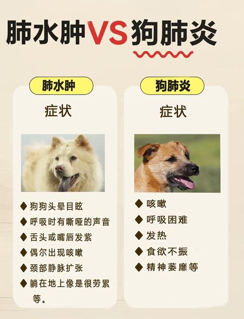 狗狗气管不好怎么办/狗狗气管不好怎么护理-第5张图片 狗狗气管不好怎么办/狗狗气管不好怎么护理-第5张图片