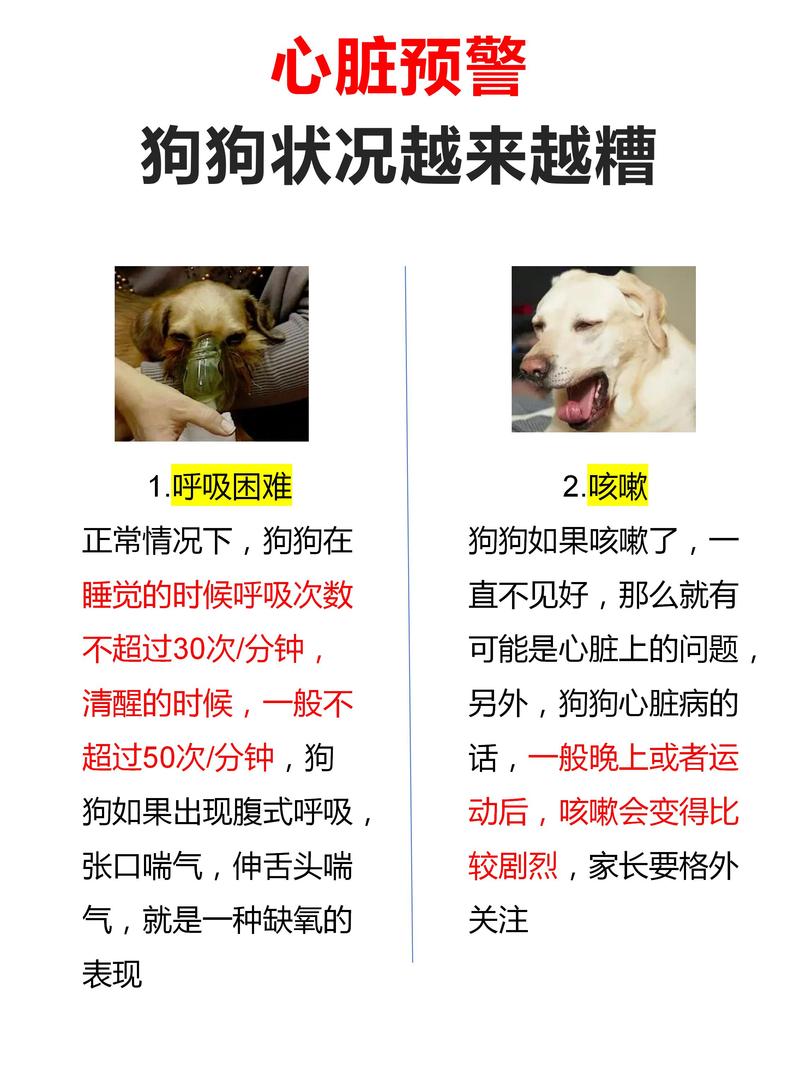 狗狗气管不好怎么办/狗狗气管不好怎么护理-第6张图片 狗狗气管不好怎么办/狗狗气管不好怎么护理-第6张图片