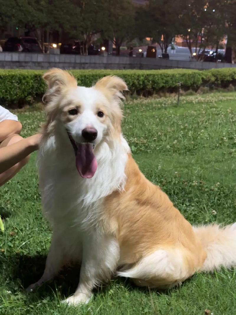 边牧犬前十优缺点-边牧狗的优缺点-第1张图片 边牧犬前十优缺点-边牧狗的优缺点-第1张图片