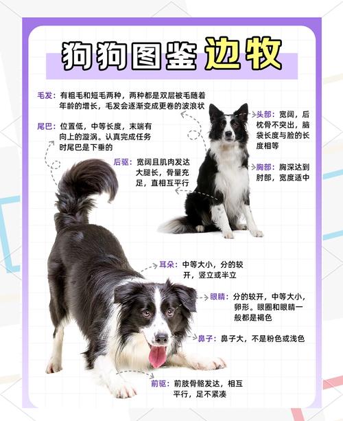 边牧犬前十优缺点-边牧狗的优缺点-第2张图片 边牧犬前十优缺点-边牧狗的优缺点-第2张图片