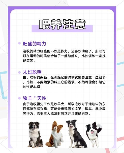 边牧犬前十优缺点-边牧狗的优缺点-第3张图片 边牧犬前十优缺点-边牧狗的优缺点-第3张图片