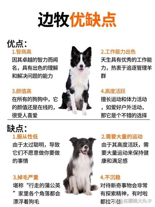 边牧犬前十优缺点-边牧狗的优缺点-第5张图片 边牧犬前十优缺点-边牧狗的优缺点-第5张图片
