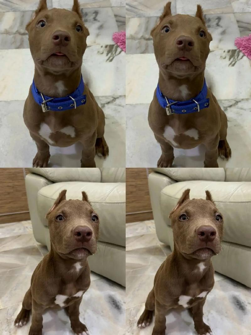 作为消费者“纯种比特犬幼崽多少钱一只”你不能不知道-第2张图片 作为消费者“纯种比特犬幼崽多少钱一只”你不能不知道-第2张图片