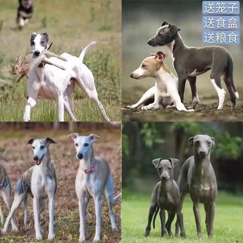 作为消费者“纯种比特犬幼崽多少钱一只”你不能不知道-第9张图片 作为消费者“纯种比特犬幼崽多少钱一只”你不能不知道-第9张图片
