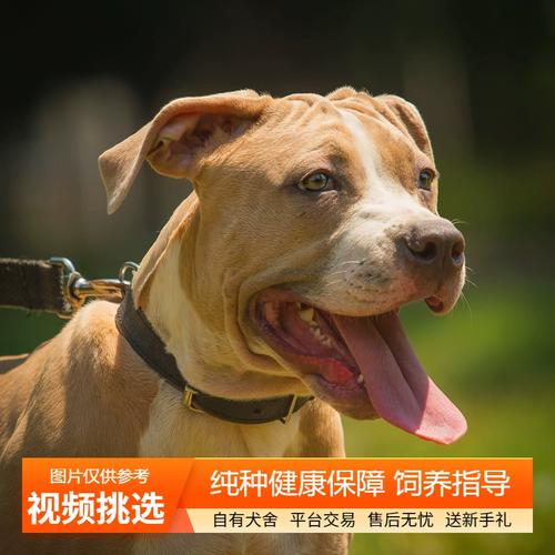 作为消费者“纯种比特犬幼崽多少钱一只”你不能不知道-第10张图片 作为消费者“纯种比特犬幼崽多少钱一只”你不能不知道-第10张图片