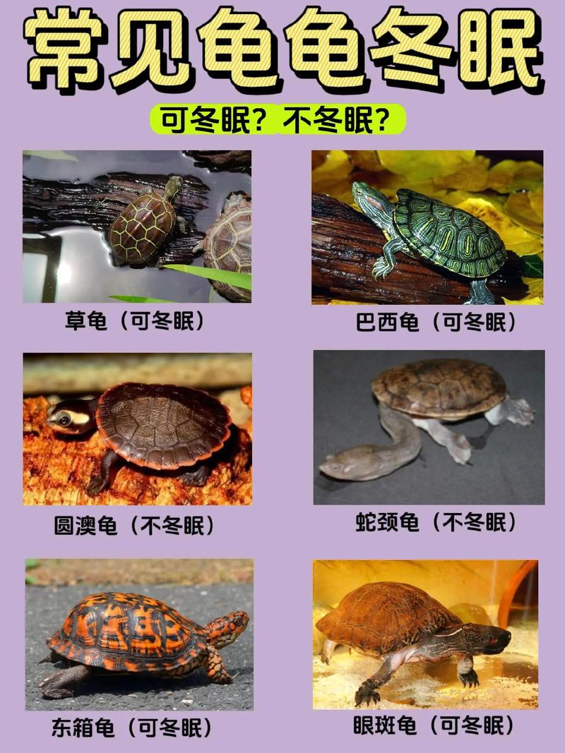 草龟冬眠吗，怎么判断乌龟是冬眠了
