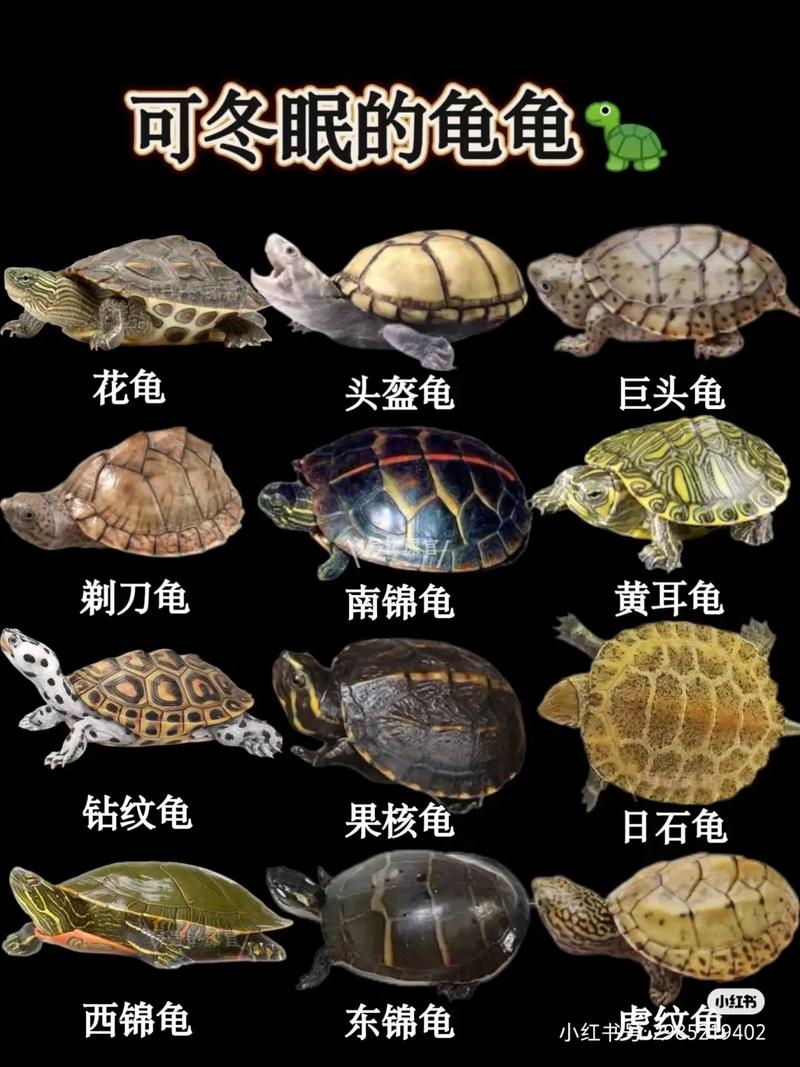 草龟冬眠吗,怎么判断乌龟是冬眠了-第5张图片 草龟冬眠吗,怎么判断乌龟是冬眠了-第5张图片