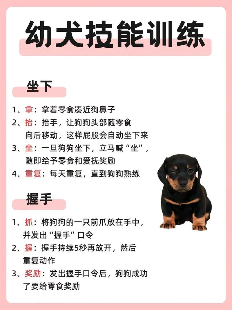 狗的本领有哪些,狗的本领有哪些一年级-第3张图片 狗的本领有哪些,狗的本领有哪些一年级-第3张图片