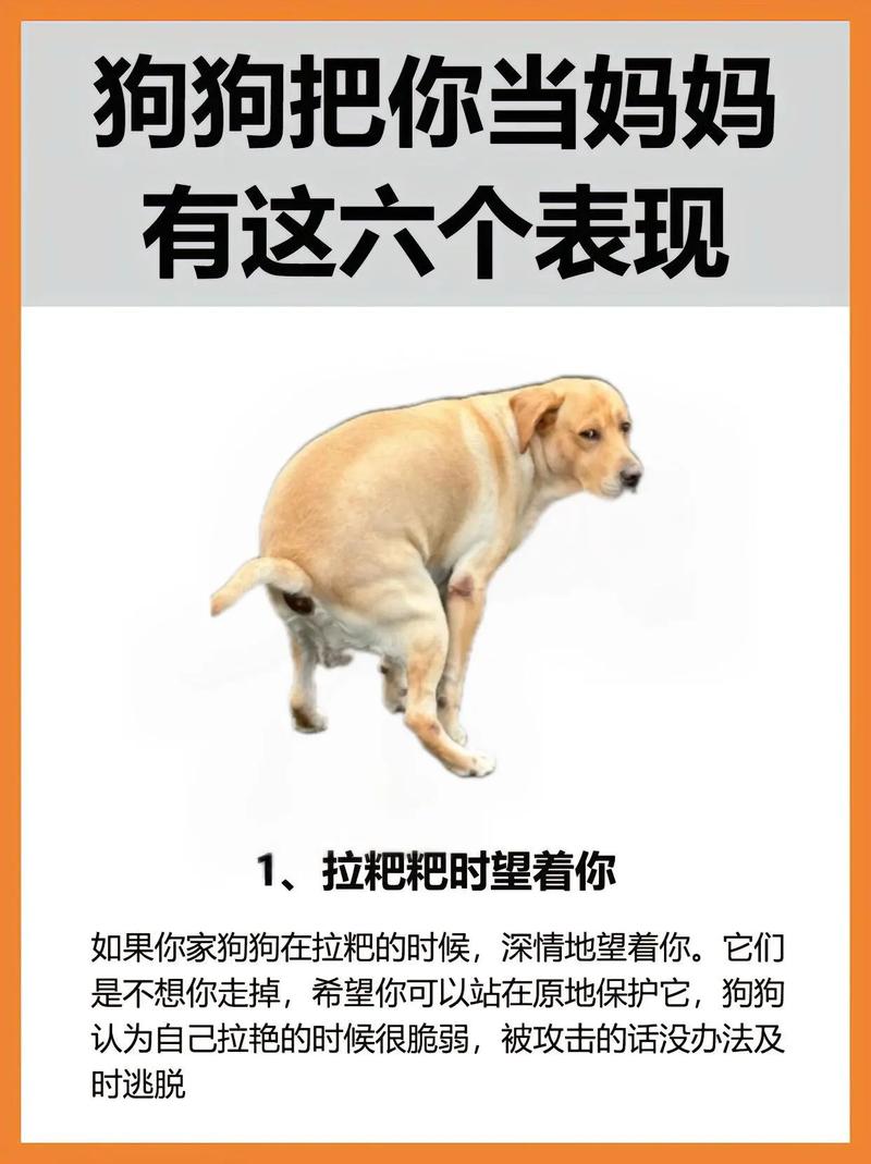 狗的本领有哪些,狗的本领有哪些一年级-第7张图片 狗的本领有哪些,狗的本领有哪些一年级-第7张图片