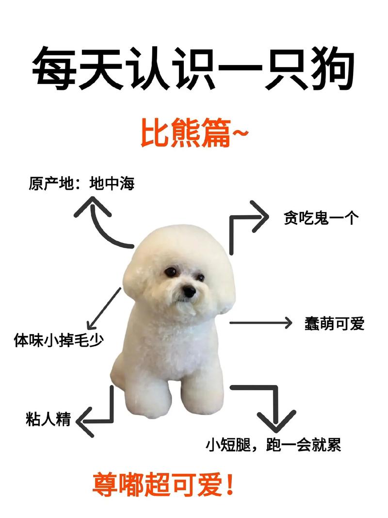 狗的本领有哪些,狗的本领有哪些一年级-第8张图片 狗的本领有哪些,狗的本领有哪些一年级-第8张图片