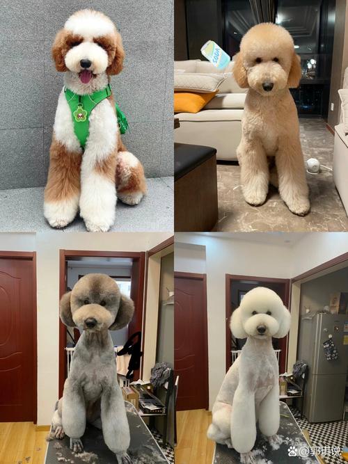 巨贵属于贵宾犬吗-巨贵属于巨型犬吗-第1张图片 巨贵属于贵宾犬吗-巨贵属于巨型犬吗-第1张图片